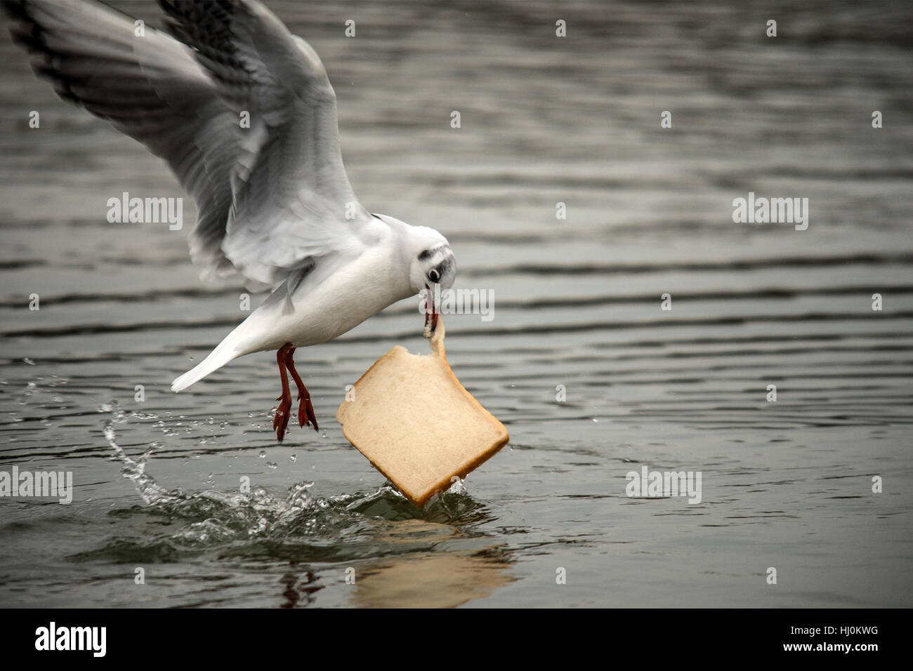 Melton Mowbray, Leicestershire, UK. 21 janvier, 2017. Pays de Melton Mowbray park Leicestershire 21 Janvier 2017 : Chien prend un dip feuillets d'hiver dame de stepping stones de mouettes et de canards bataille des morceaux de pain que la pluie et le brouillard laisse place à une froide journée, ©Clifford Norton/Alamy Live News Banque D'Images