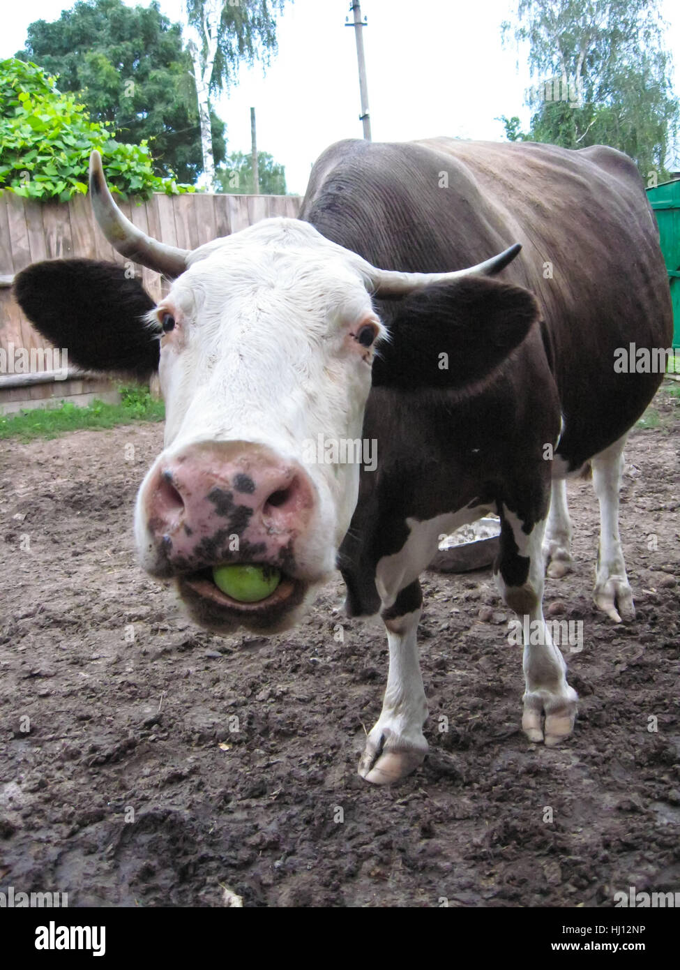 Taureau Vache Cub Bebe Alimentation Veau Boeuf Apple Grand Grand Enorme Extreme Photo Stock Alamy