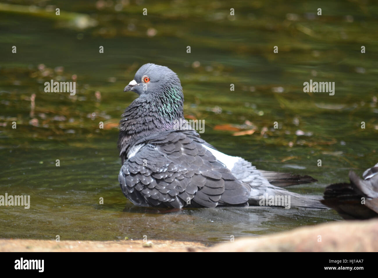 Pigeon de séance Banque D'Images