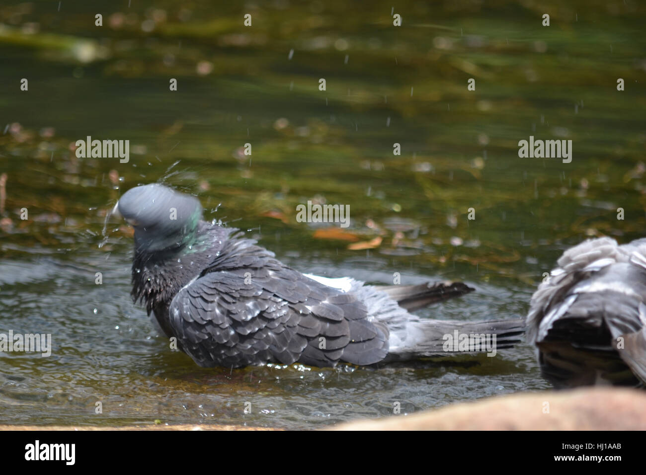 Secouant Pigeon Banque D'Images