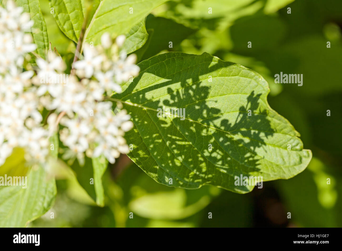 Plante à petites fleurs blanches et de grandes feuilles vertes, note de  service peu profond domaine Photo Stock - Alamy