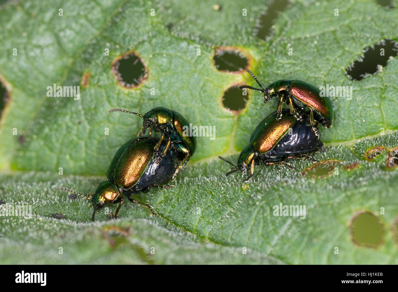 Grüner Sauerampfer-Käfer Sauerampferkäfer Ampfer-Blattkäfer,,, Ampferblattkäfer Gastroidea Gastrophysa viridula,, viridula, Blattkäfer frisst un Blatt Banque D'Images