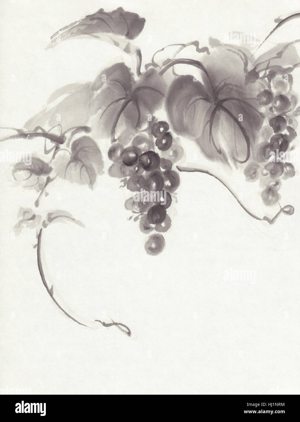 Raisins sur fond blanc peinture d'encre Banque D'Images
