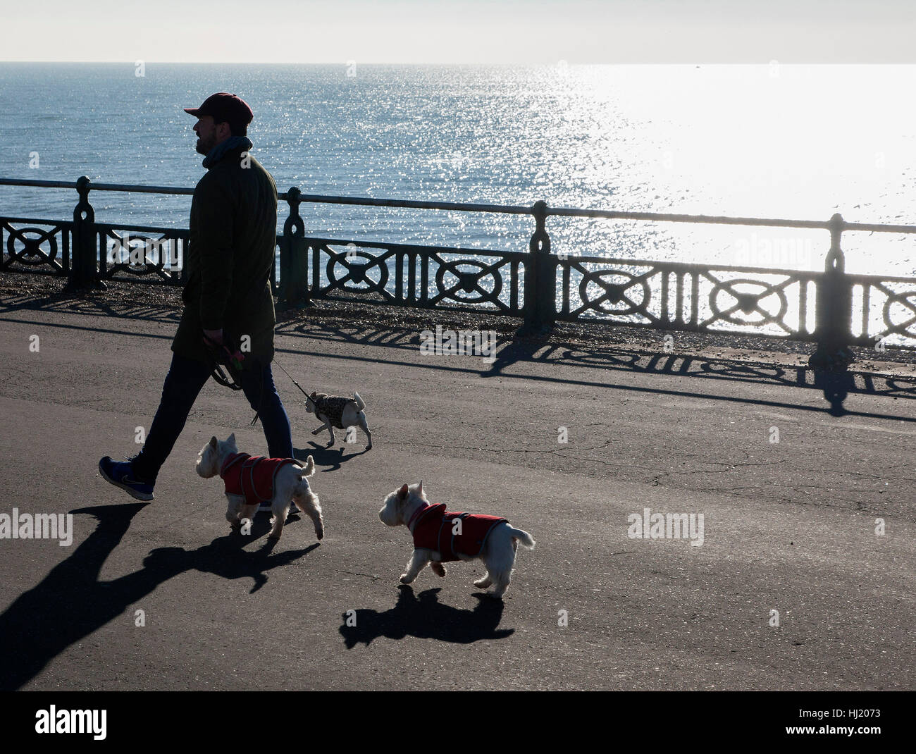 Soleil d'hiver et promenade de chiens sur Hove front de mer Banque D'Images