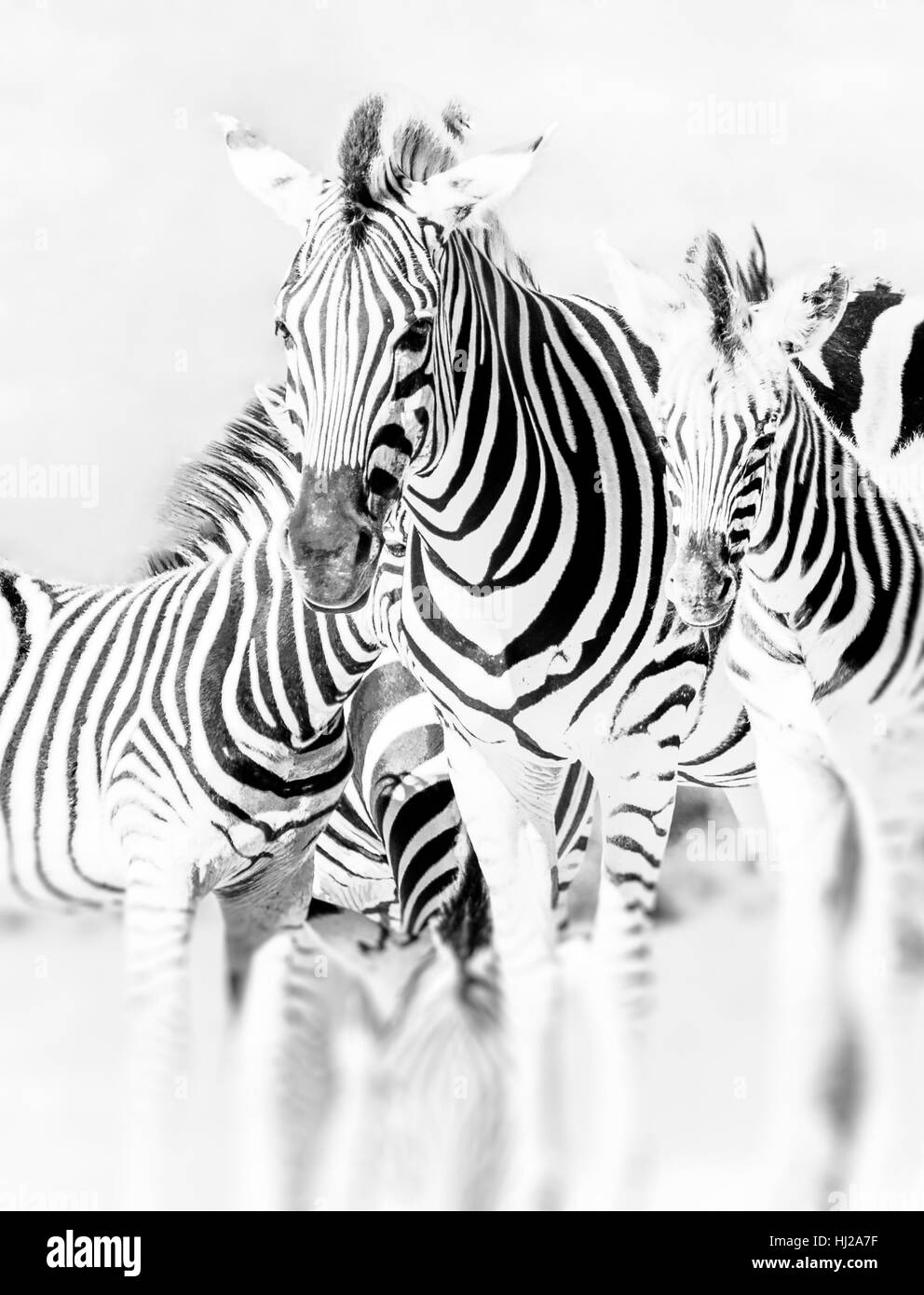 Portrait de groupe zebra monochrome,South African National Park - high key animal noir et blanc close-up avec arrière-plan flou Banque D'Images