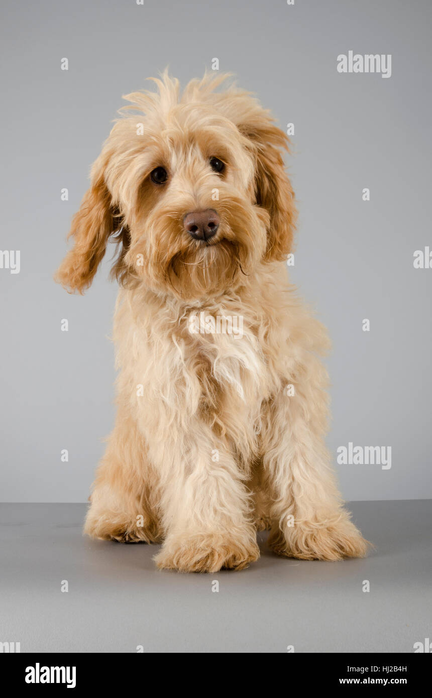 Cockapoo Puppy, femme, 5 mois, Royaume-Uni. Banque D'Images