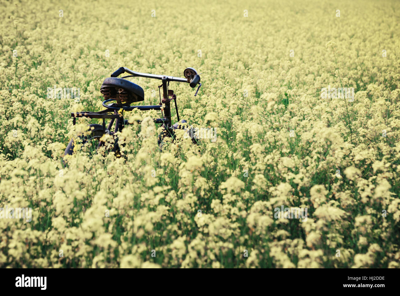Vintage bicyclette dans un champ de moutarde rural du sud-est asiatique Banque D'Images