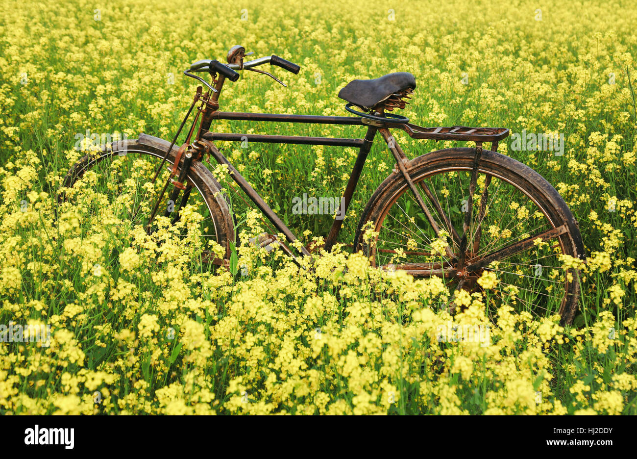 Vintage bicyclette dans un champ de moutarde rural du sud-est asiatique Banque D'Images