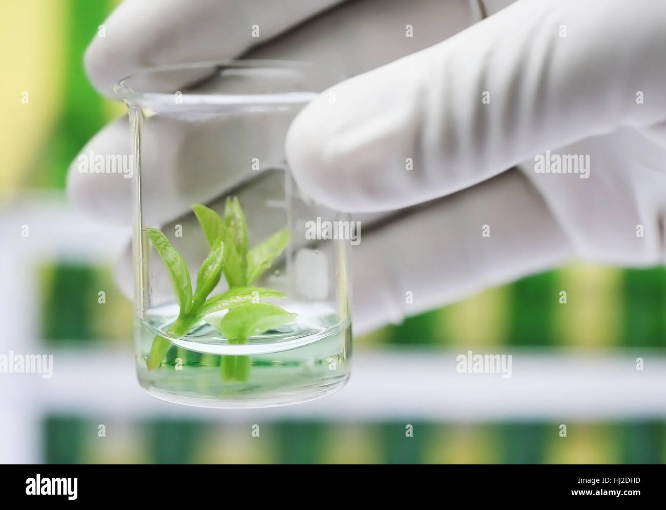Plante dans un bécher holding à la main en tant que concept de culture de tissus Banque D'Images