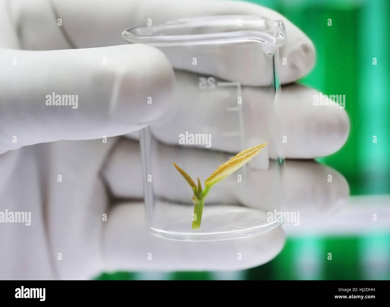 Plante dans un bécher holding à la main en tant que concept de culture de tissus Banque D'Images
