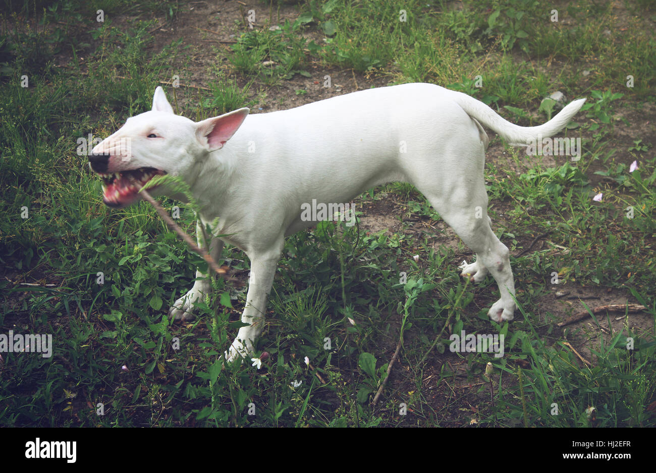 Bull Terrier Anglais blanc jouer avec un bâton sur la nature Banque D'Images