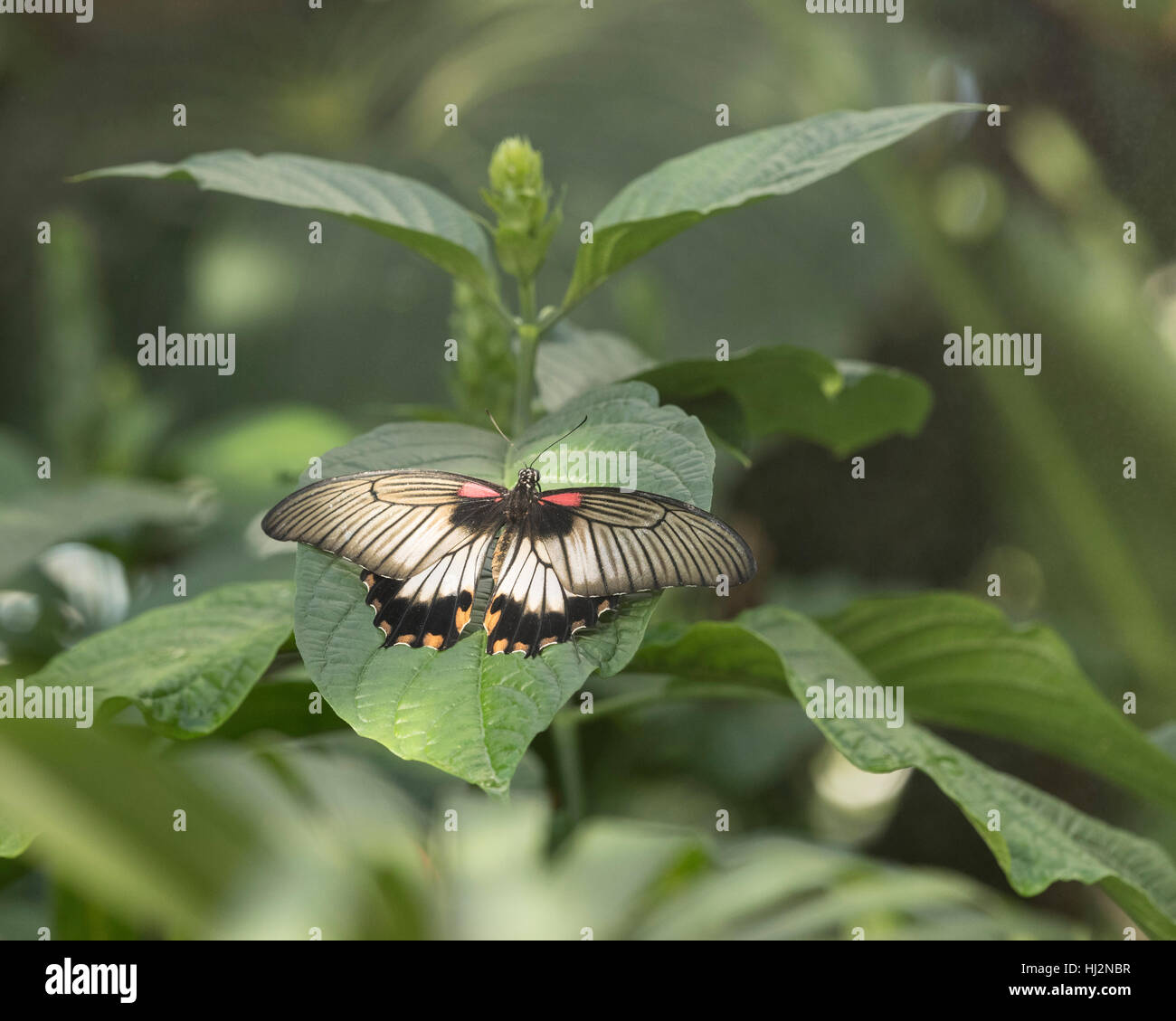 Jaune papillon grand Mormon Banque D'Images