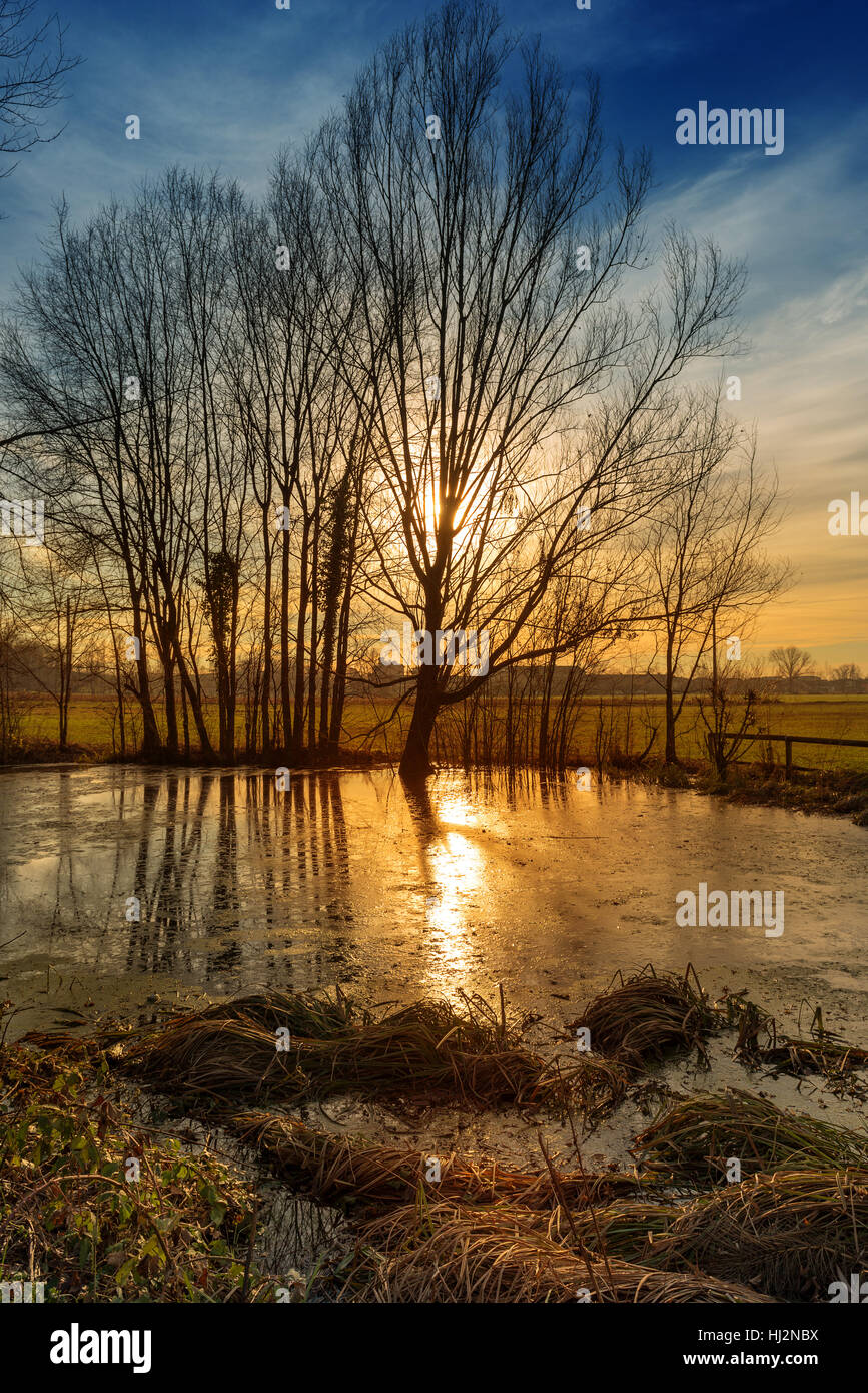 Arbre, hiver, coucher du soleil, au crépuscule, l'eau douce, étang, l'eau, pays, terre, lac, Banque D'Images