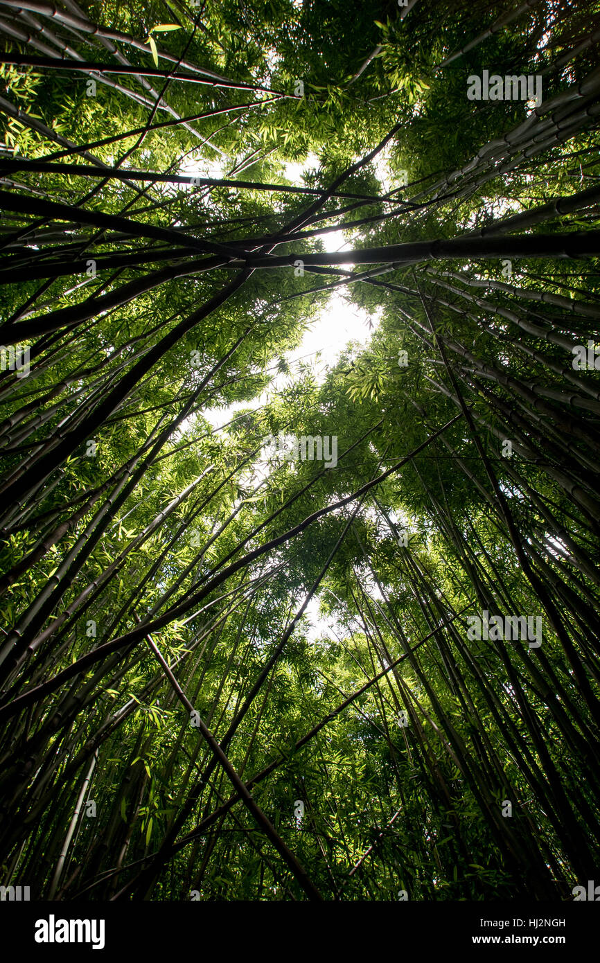 À la recherche jusqu'à une forêt de bambou vert vif. Banque D'Images