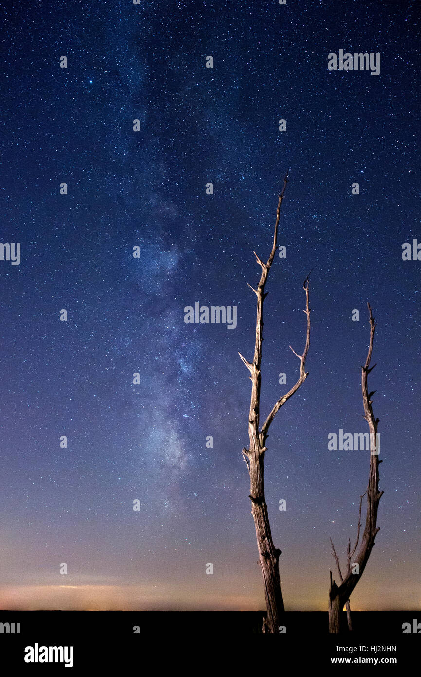 La Milkyway est visible parmi beaucoup d'autres étoiles en face d'un grand arbre mort. Banque D'Images