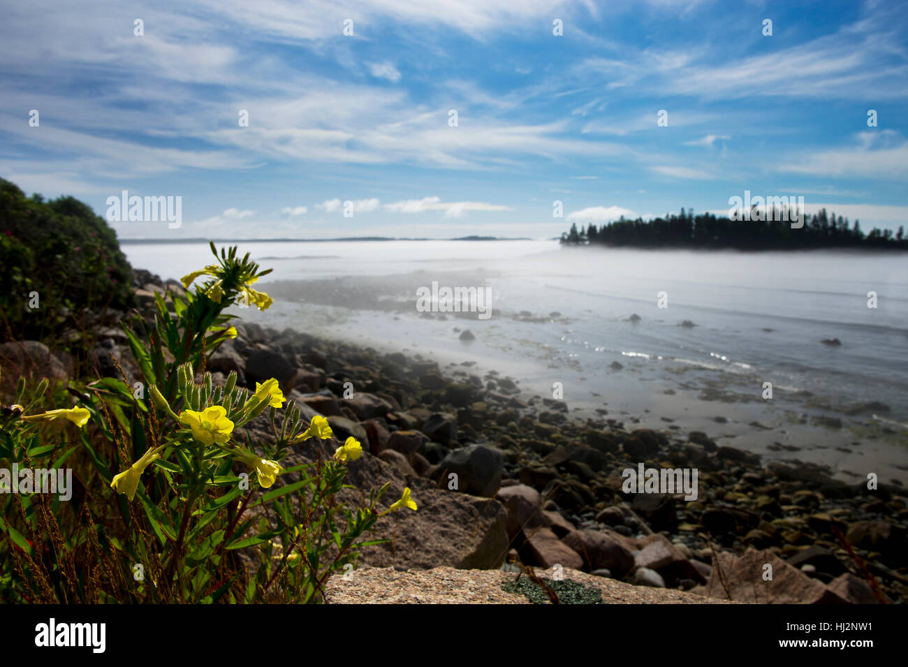 Un petit groupe de fleurs sauvages jaunes le long d'une côte rocheuse comme un brouillard bas pèse sur l'eau. Banque D'Images