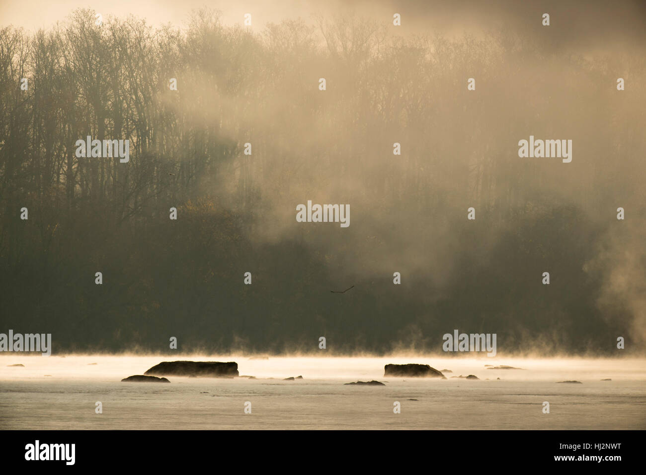 Le brouillard est illuminé par le soleil du matin sur une rivière avec des arbres. Banque D'Images