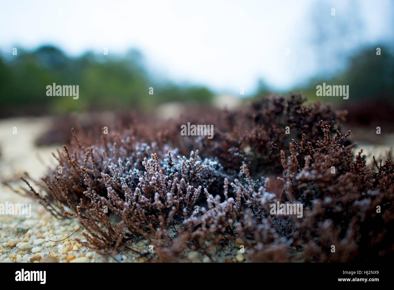 Un petit groupe de plantes marron sont couvertes de givre en hiver. Banque D'Images