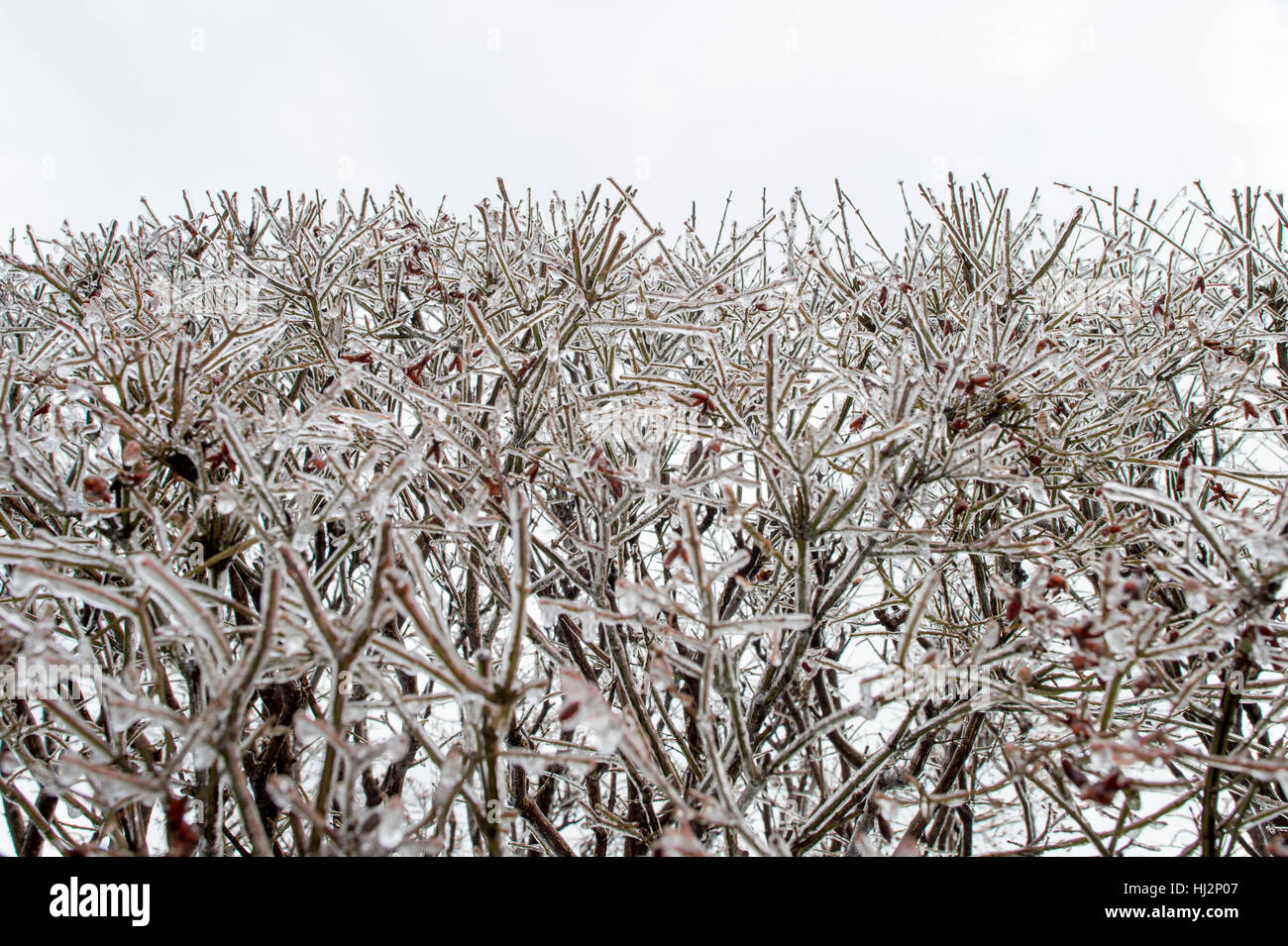 Un buisson de branches est recouverte de glace sous un ciel couvert journée d'hiver. Banque D'Images