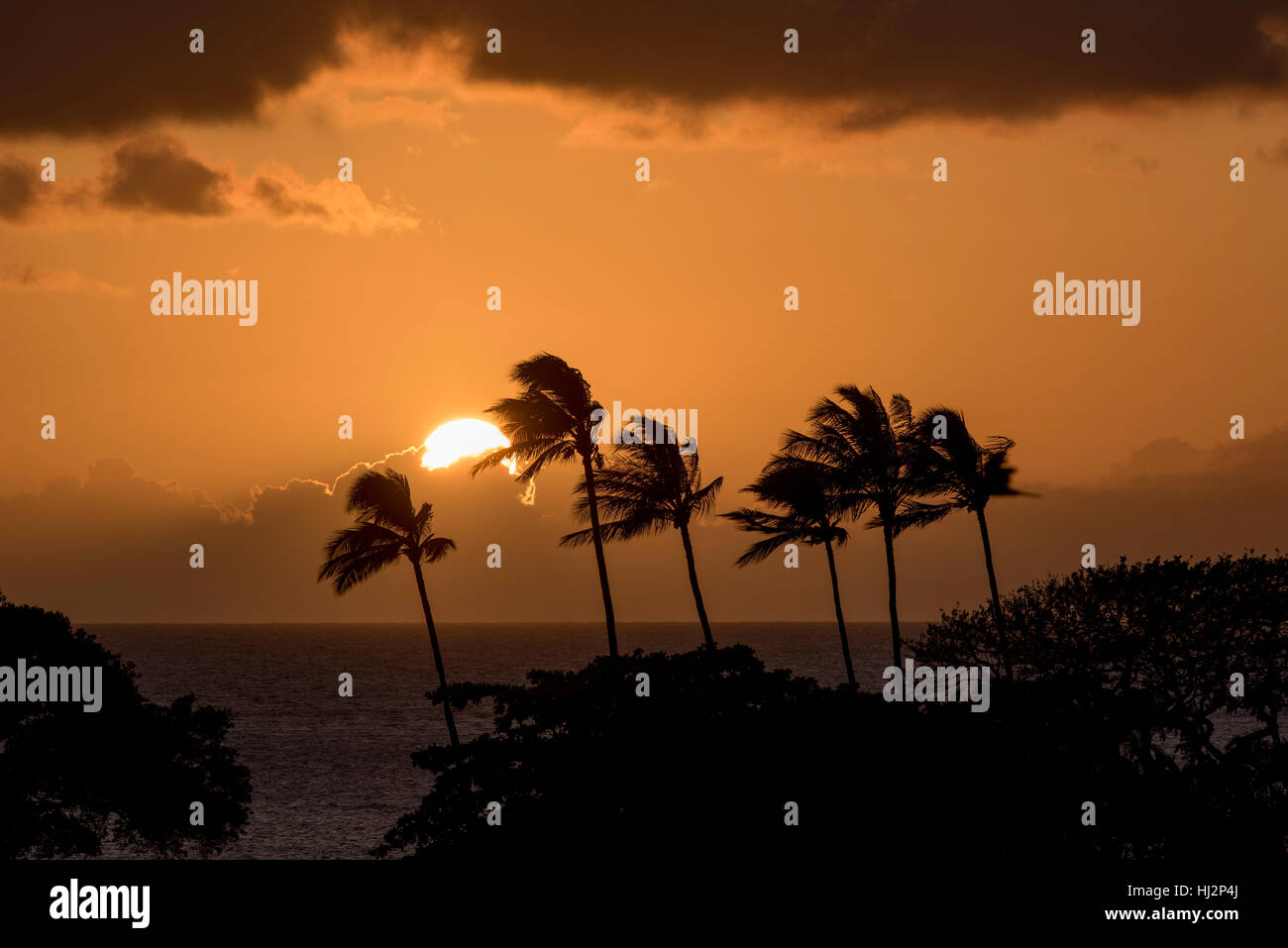 Le soleil se couche derrière un groupe de palmiers. Banque D'Images