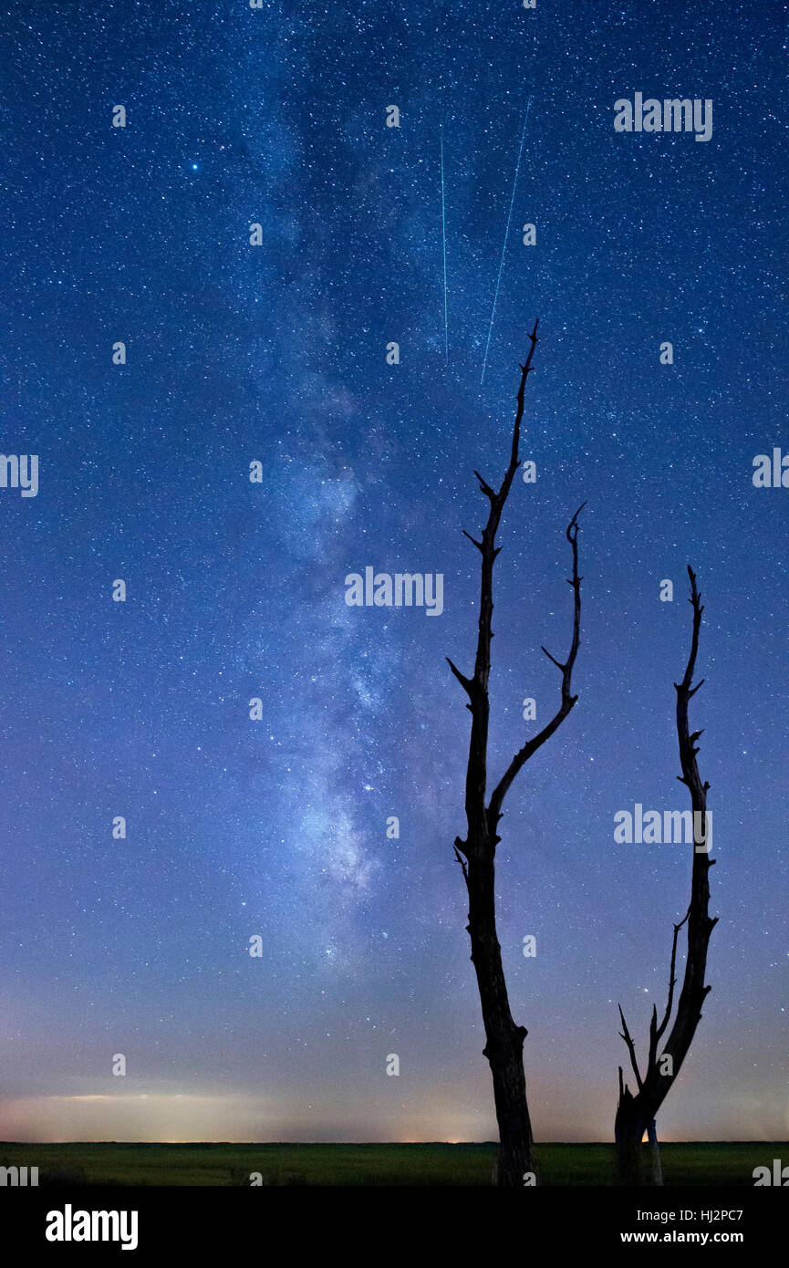 La Voie lactée est visible sous la forme d'une paire d'étoiles filantes tomber à travers le ciel derrière une silhouette d'arbre mort snag. Banque D'Images