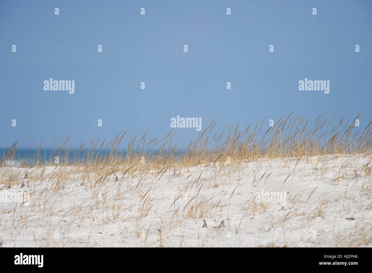 Une dune de sable couverte d'herbe par une belle journée ensoleillée avec un ciel bleu. Banque D'Images