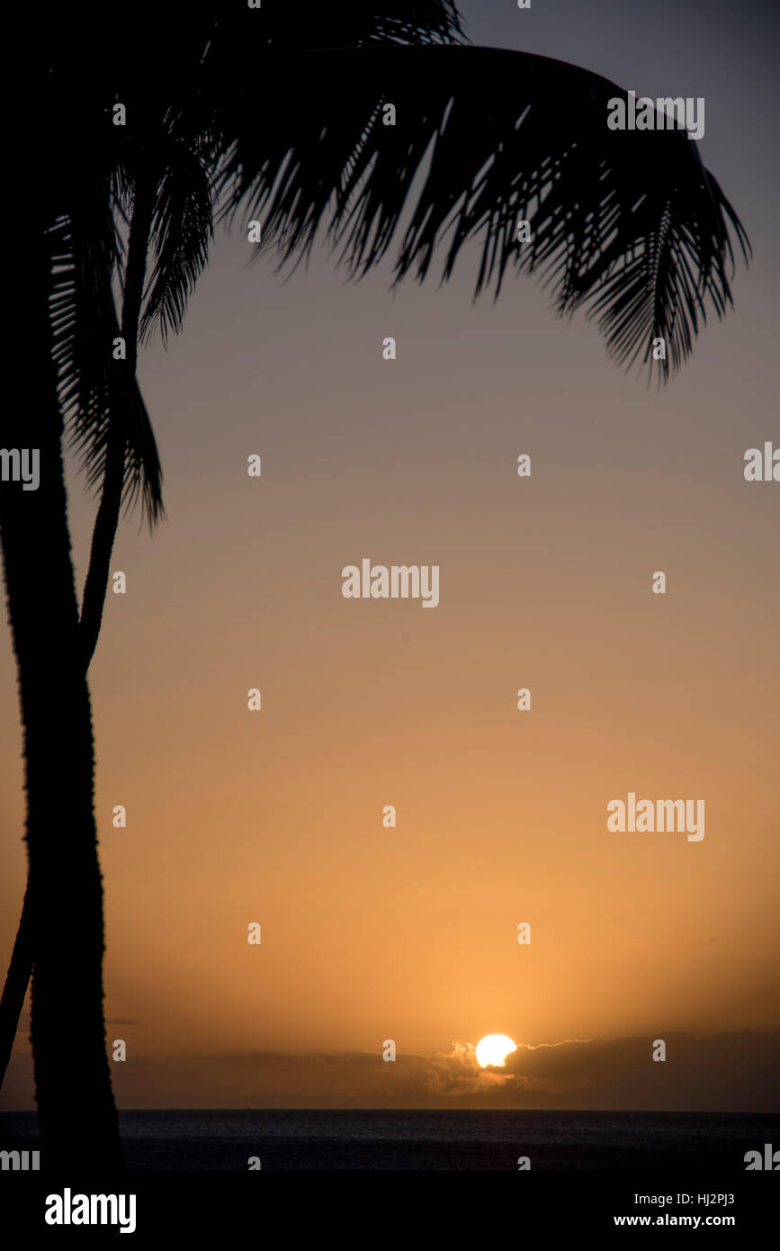 Le soleil se couche sur l'océan avec un avec un palmier dans l'avant-plan. Banque D'Images