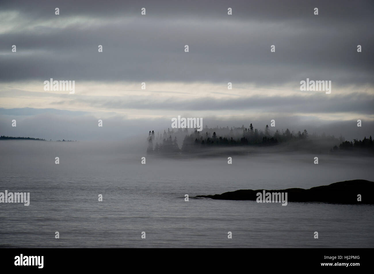 Un peuplement de pins sont visibles à travers un épais brouillard le long d'une côte accidentée. Banque D'Images