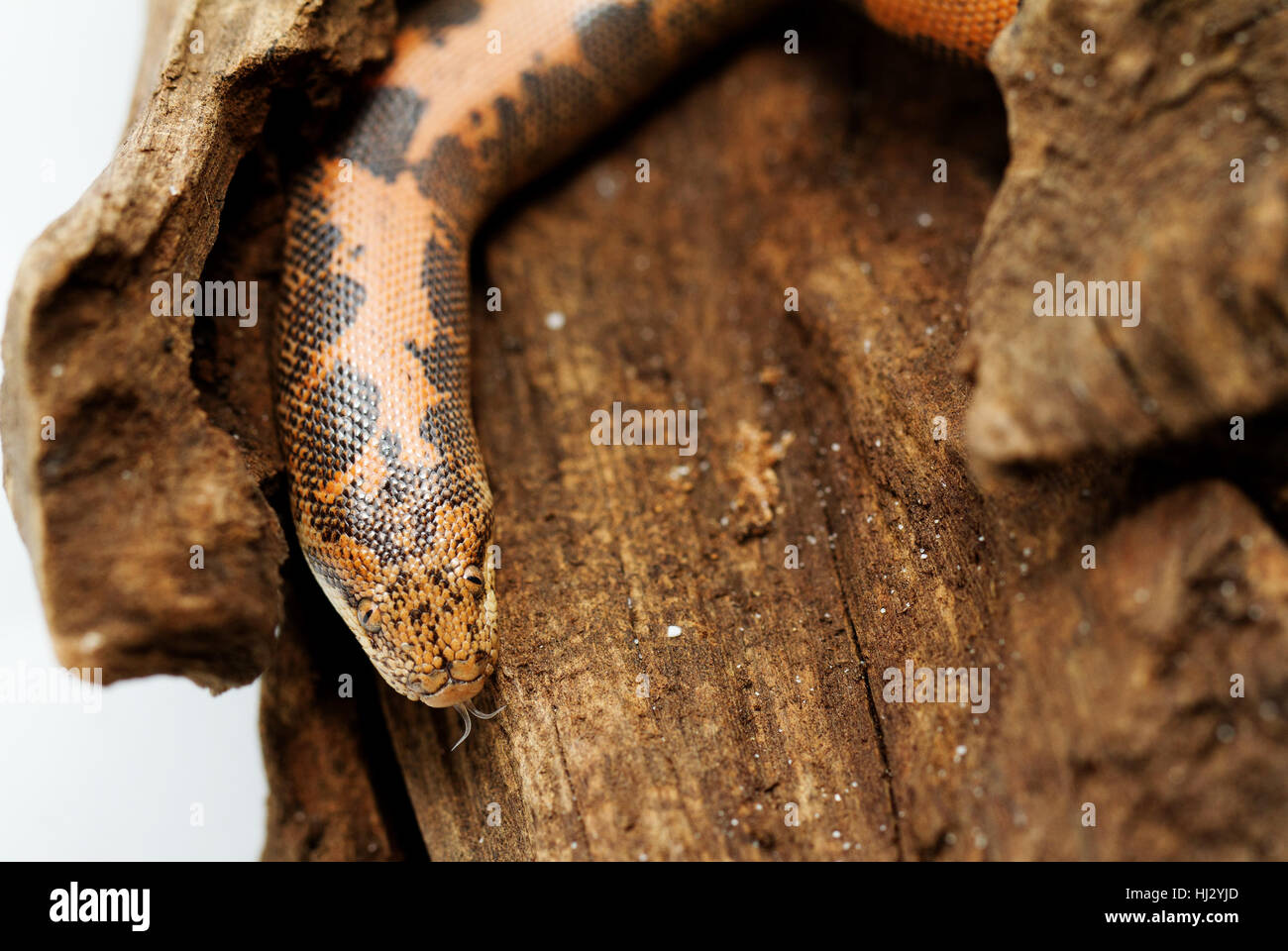 Reptile, eye, orgue, look, jetant un œil, voir, voir, à la recherche, à la recherche, à l'oeil, Banque D'Images