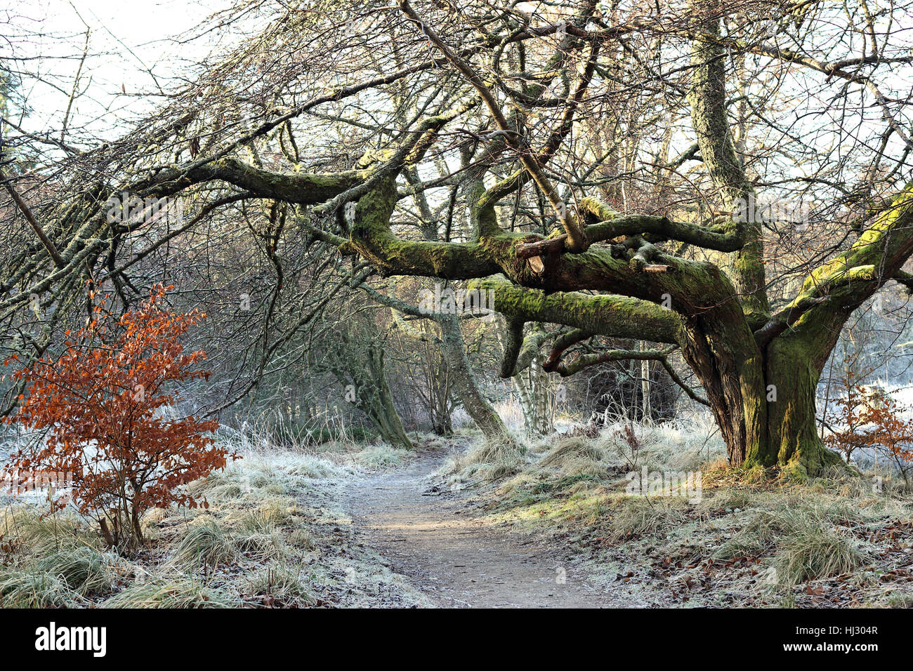 Un matin d'hiver glacial en Ecosse. Pris dans des motifs de Leith Hall, une propriété du National Trust à Kennethmont, en Écosse. Banque D'Images