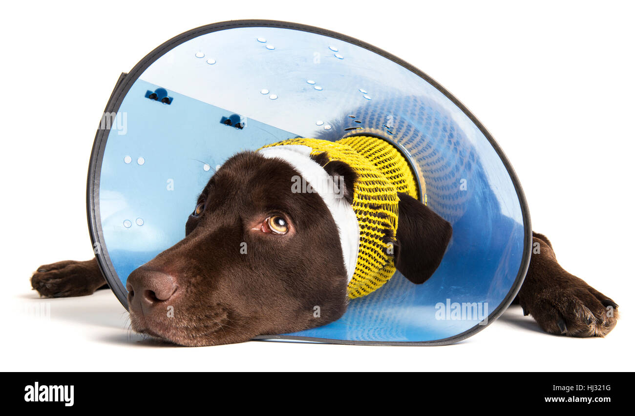 Chien, blessures, cône, isolés, animal, animal de compagnie, chien, triste, tristesse, pansement, blessure, Banque D'Images