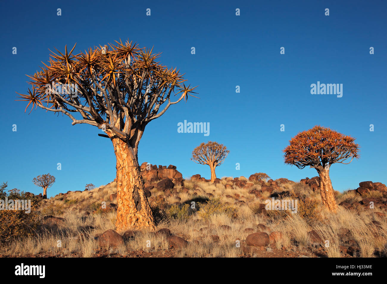 Arbre, arbres, la Namibie, l'aloès, paysage, paysage, campagne, nature, ciel, Banque D'Images
