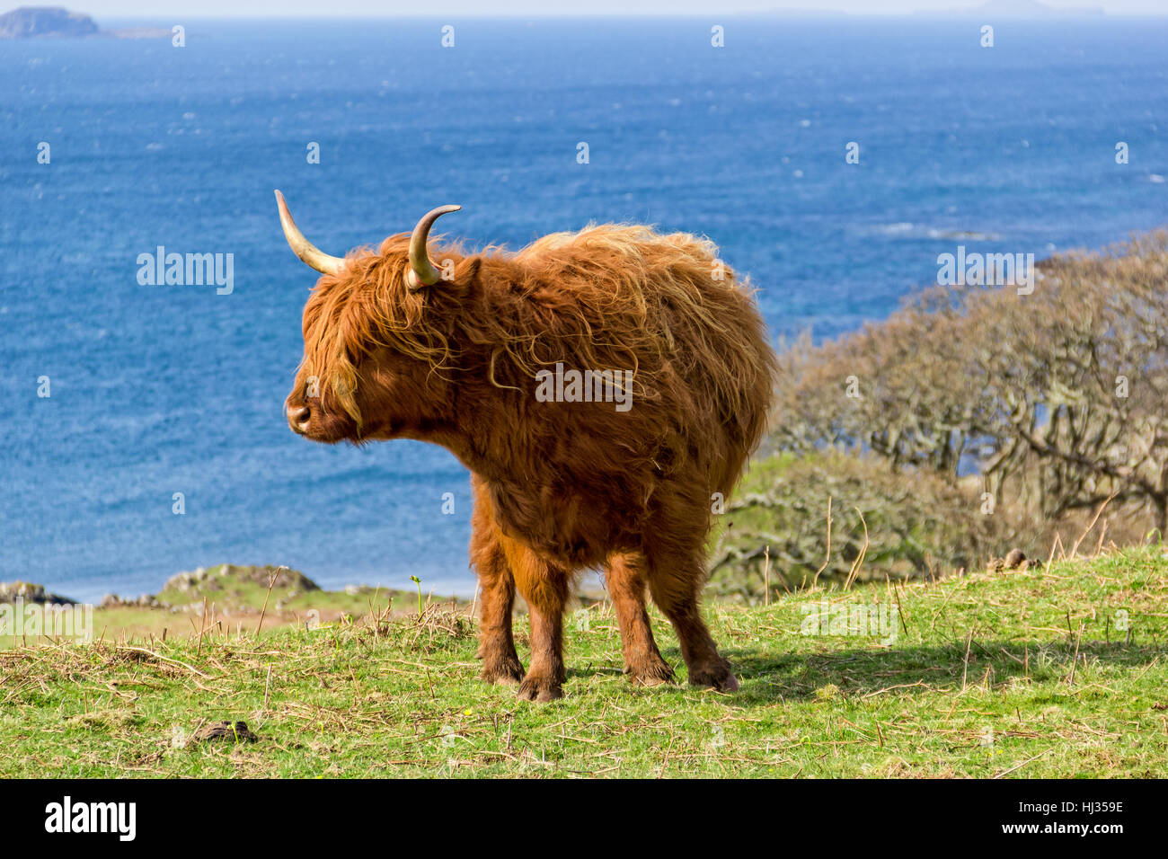 Une vache dans un champ vert - Isle of Mull Banque D'Images