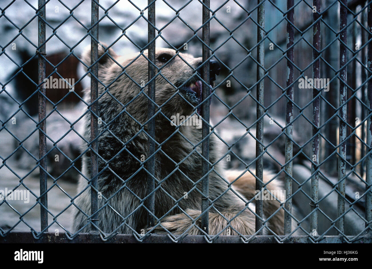 Ours brun en détresse dans la petite cage Cage lécher Bars 'Ursus arctos' Banque D'Images