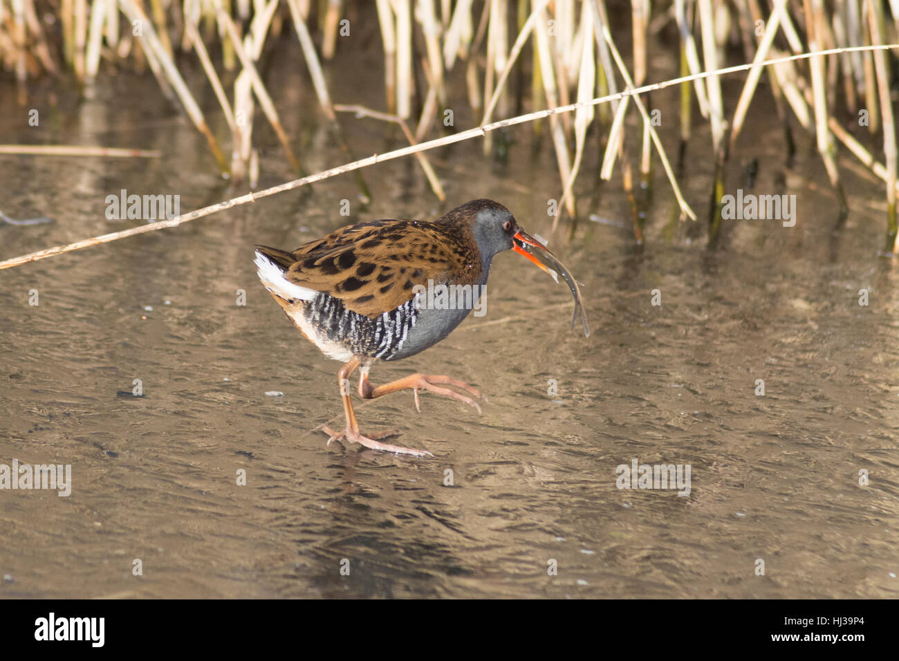 Rampe d'eau (Rallus aquaticus) avec un poisson dans son bec Banque D'Images