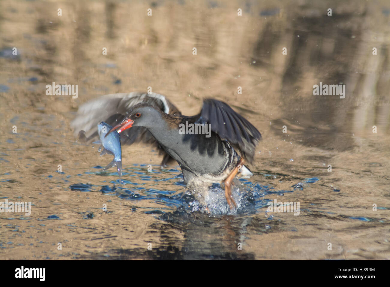 Rampe d'eau (Rallus aquaticus) capture d'un poisson Banque D'Images