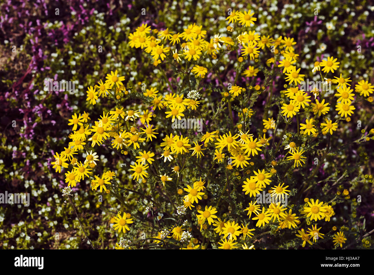 Sortes de fleurs dans la prairie, note faible profondeur de champ Banque D'Images