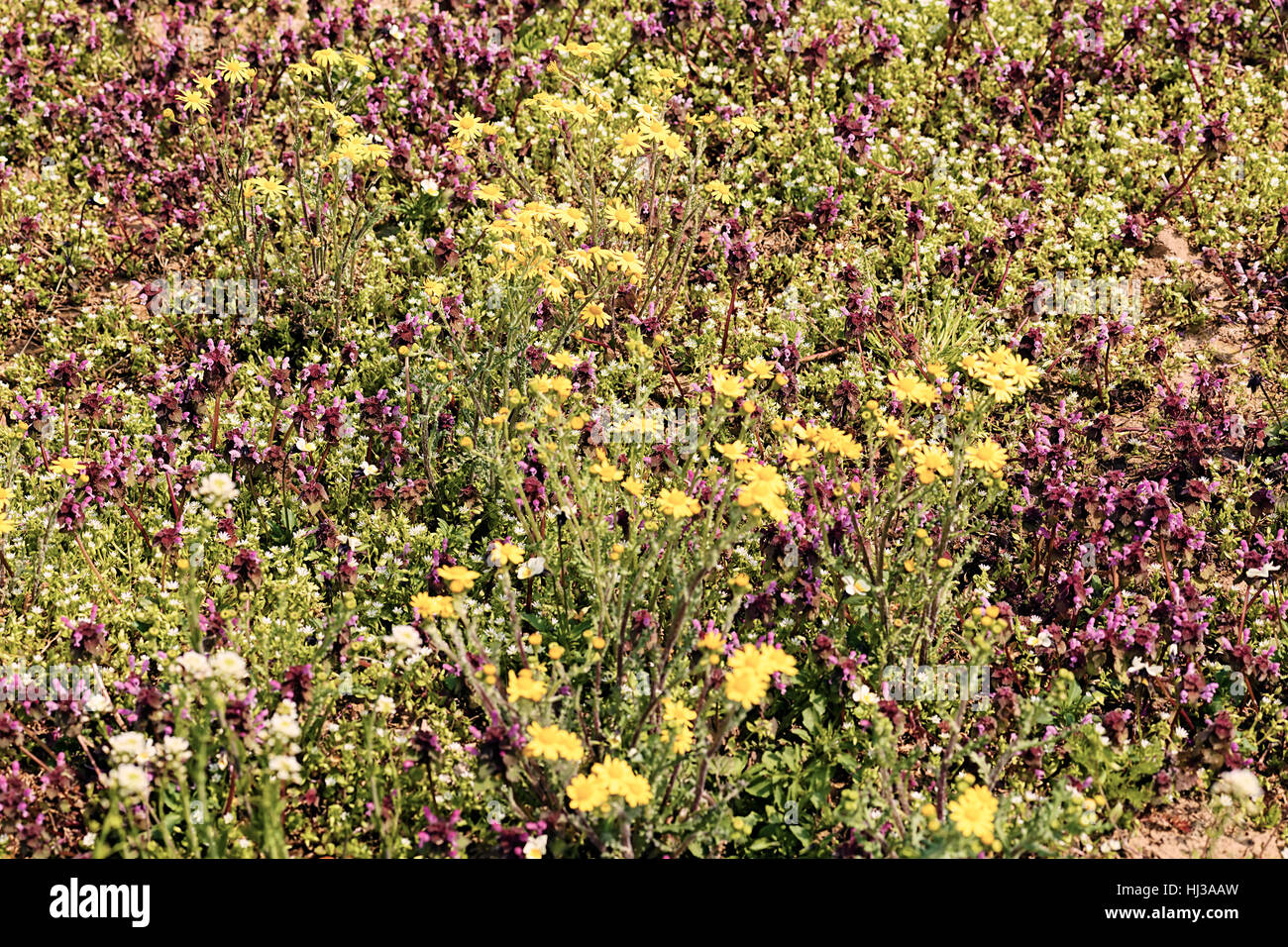 Sortes de fleurs dans la prairie, note faible profondeur de champ Banque D'Images