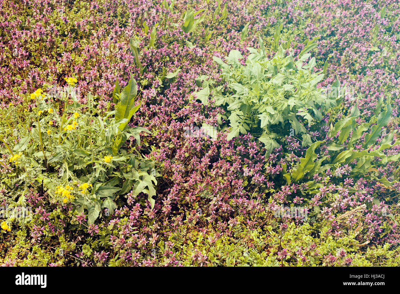 Sortes de fleurs sauvages dans le domaine, note faible profondeur de champ Banque D'Images