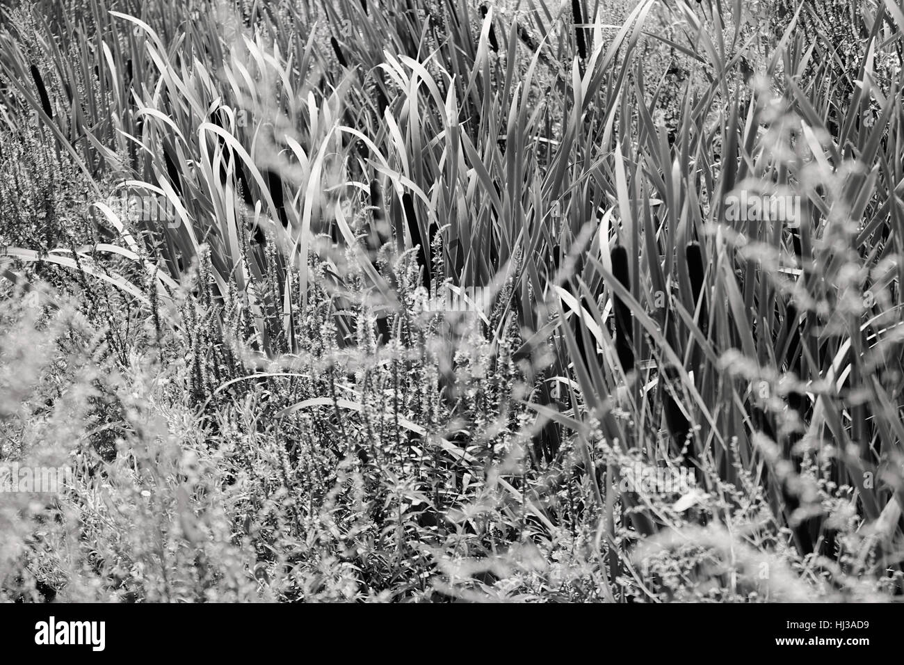 Sortes de fleurs sauvages dans le domaine, note faible profondeur de champ Banque D'Images