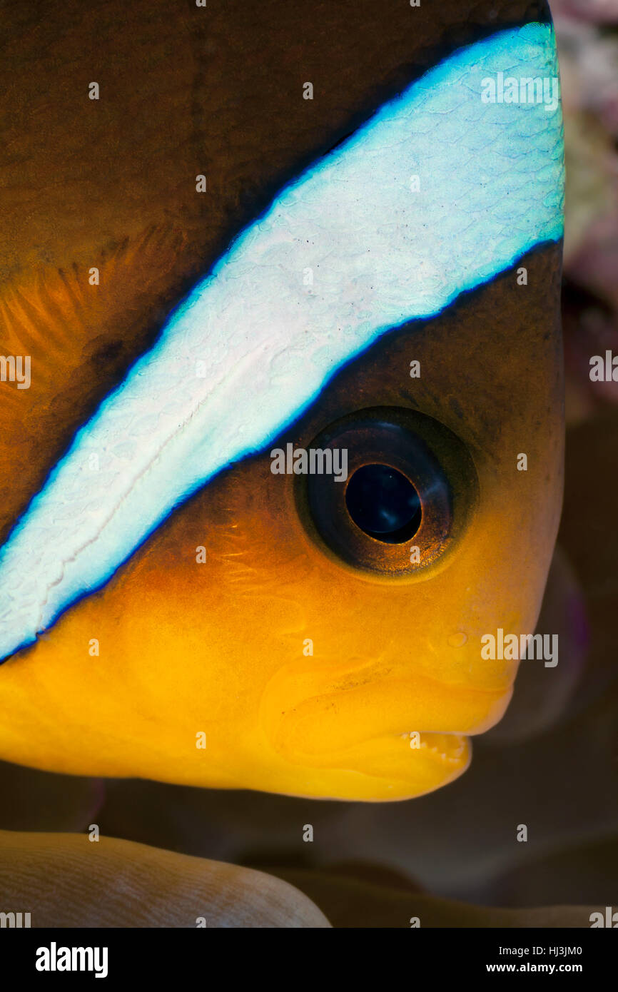 Underwater photo en gros plan d'Amphiprion aussi connu comme le poisson clown ou Nemo. Banque D'Images