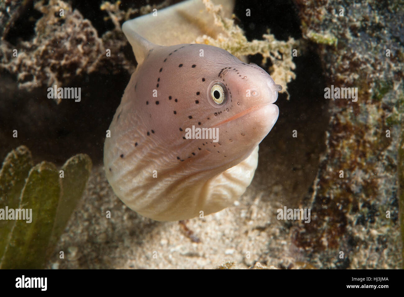 Underwater close-up portrait de la murène poivrée (Siderea grisea) dans un pot de peinture rouillée dans le champ d'herbe de mer. Banque D'Images