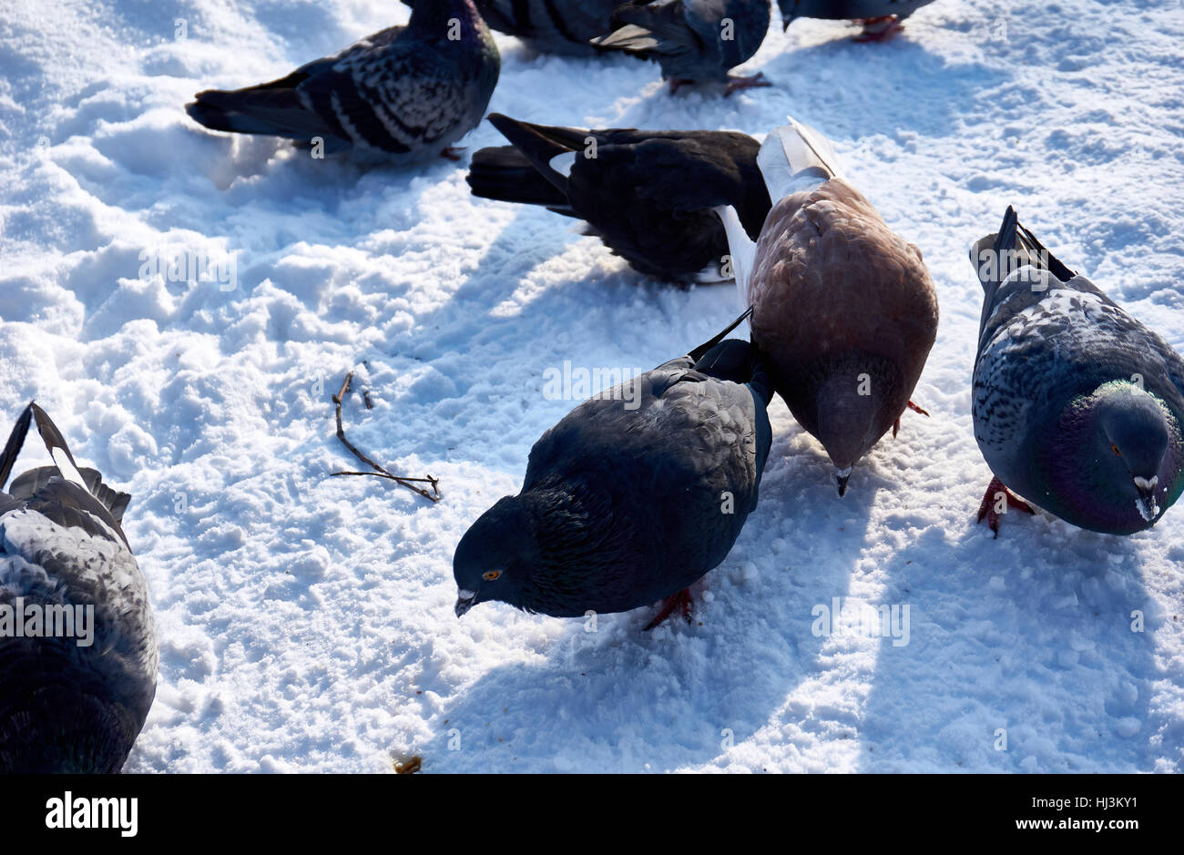 Un troupeau de pigeons profitant de l'hiver ! Une promenade dans le parc à jouer des peuples Banque D'Images