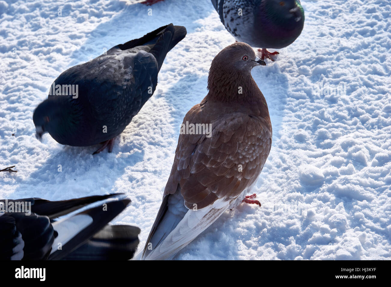 Un troupeau de colombes ! La recherche de nourriture dans la saison d'hiver Banque D'Images