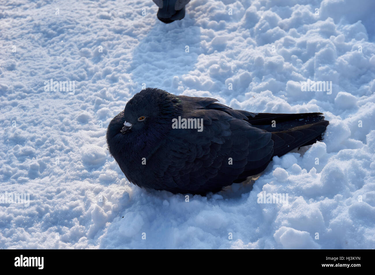 Un troupeau de colombes ! La recherche de nourriture dans la saison d'hiver Banque D'Images