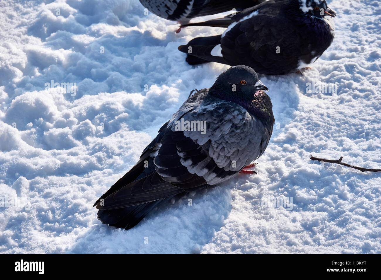 Un troupeau de colombes ! La recherche de nourriture dans la saison d'hiver Banque D'Images