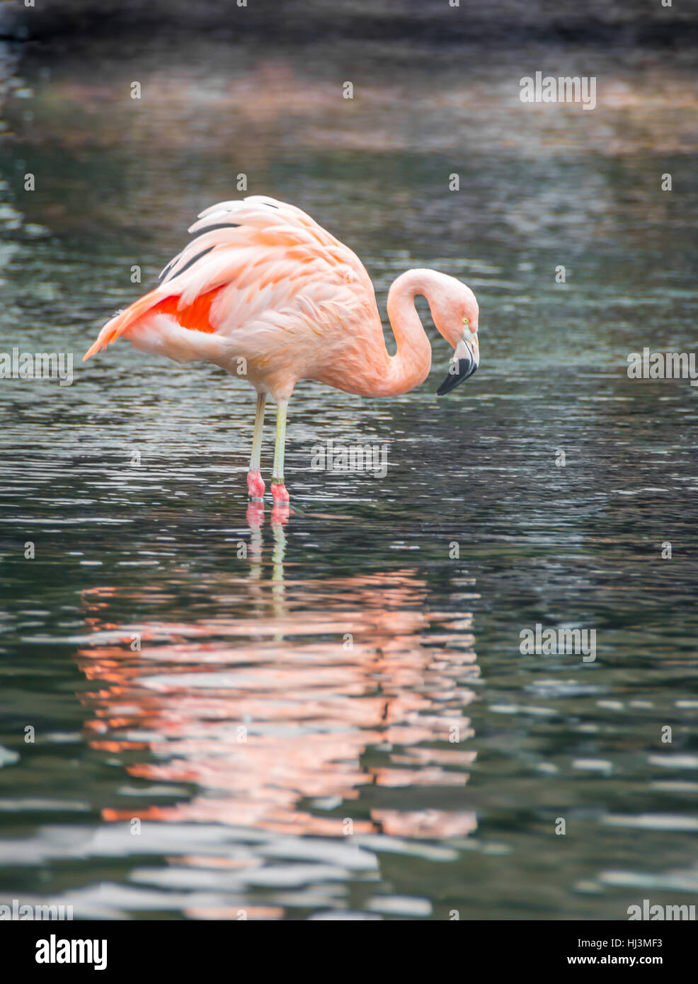 Un Américain rose flamingo patauge dans les eaux peu profondes à la recherche de nourriture. Banque D'Images