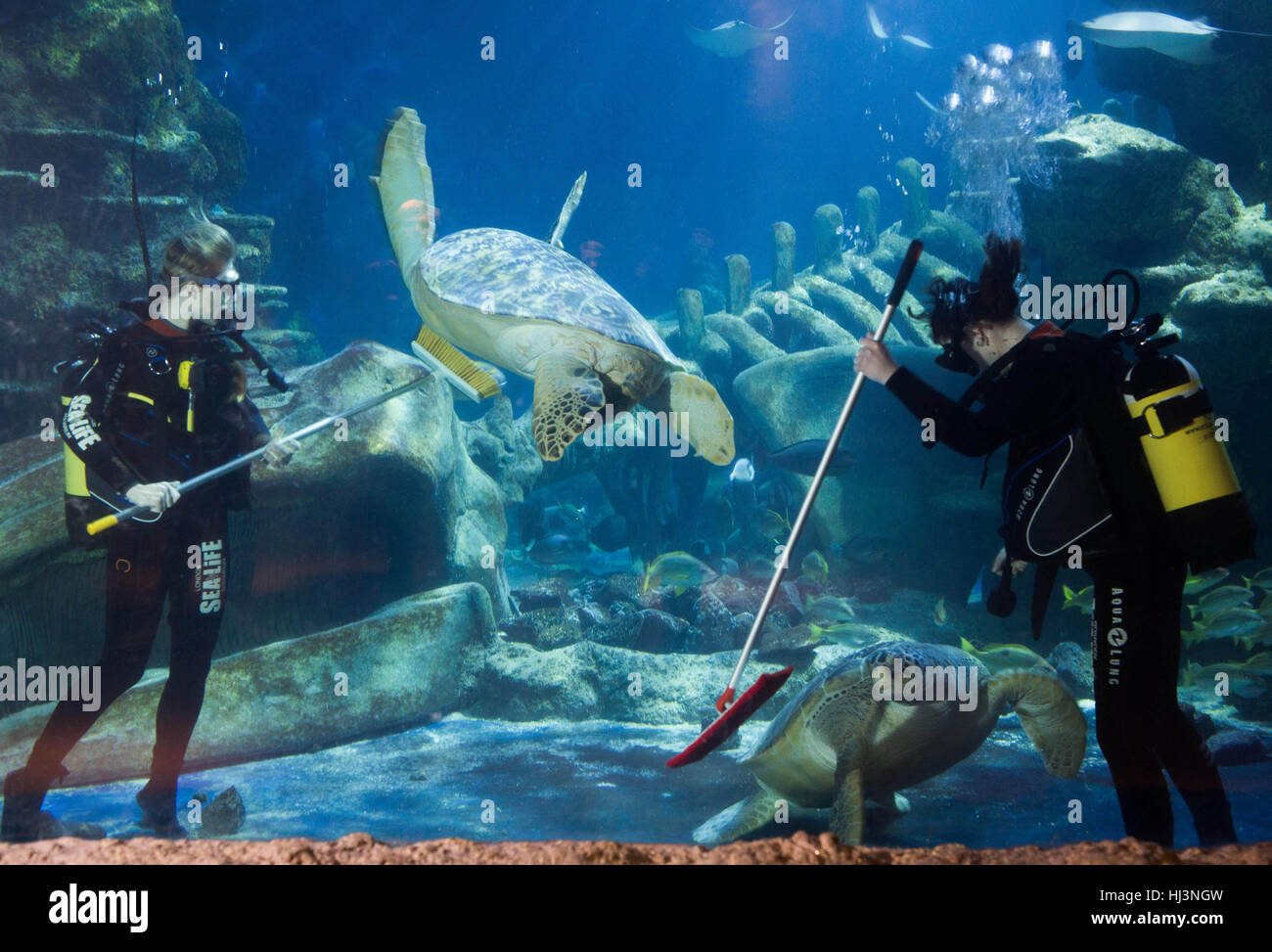 Le personnel participe au nettoyage en profondeur d'une semaine à l'aquarium SEA LIFE de Londres. Banque D'Images