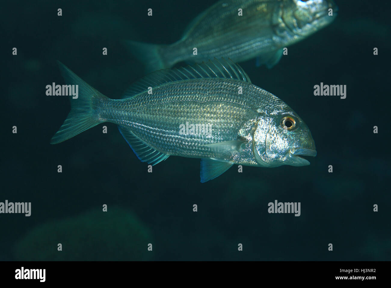Mer Rouge poisson dorade rose (Diplodus noct) sous l'eau dans les ...