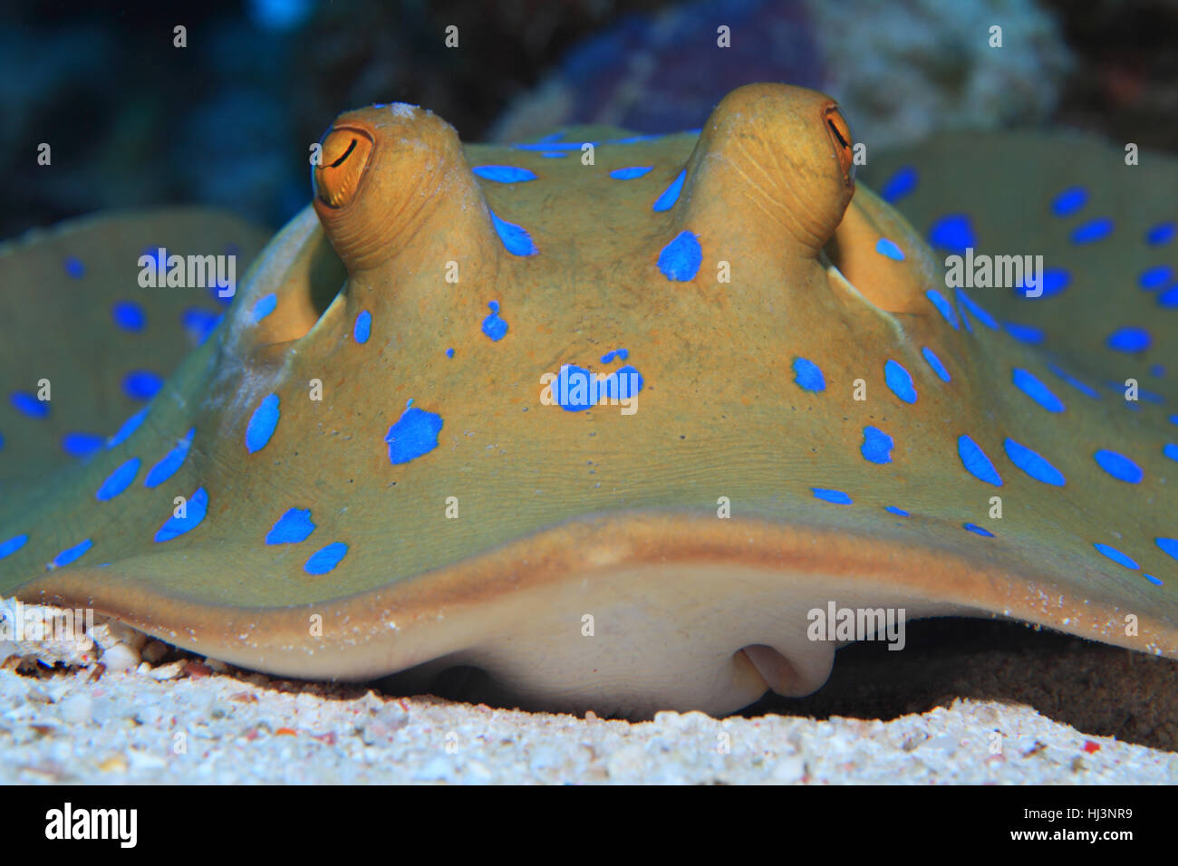 Bluespotted stingray (Taeniura lymma) sur le fond sablonneux de la mer Rouge Banque D'Images